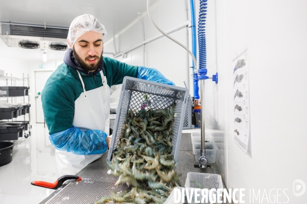 Elevage de gambas made in France