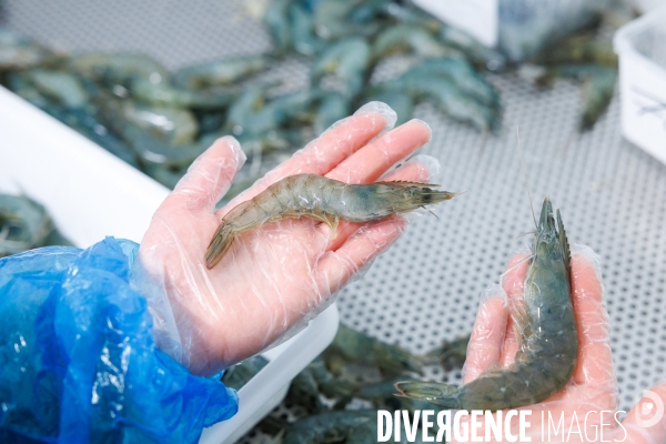 Elevage de gambas made in France