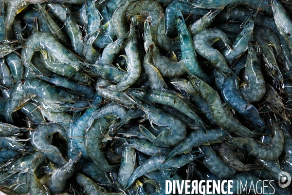 Elevage de gambas made in France