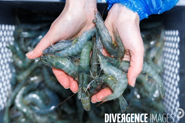Elevage de gambas made in France