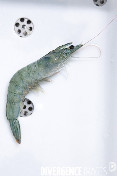 Elevage de gambas made in France