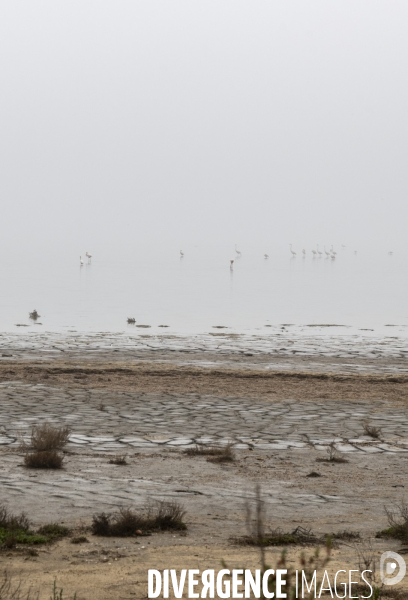 Sécheresse en Camargue