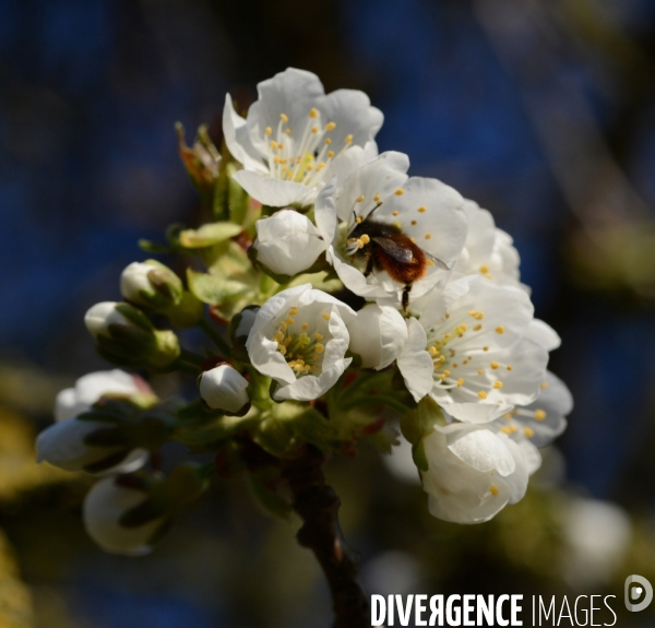 Printemps,pollinisation