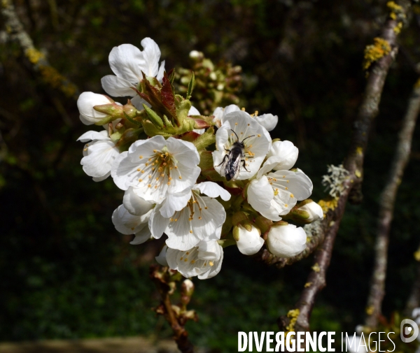Printemps,pollinisation