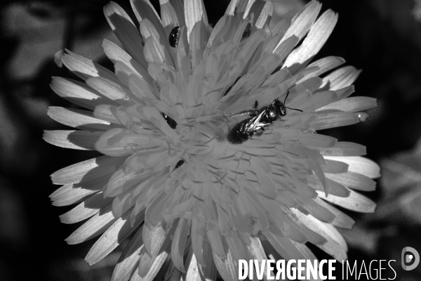 Printemps,pollinisation