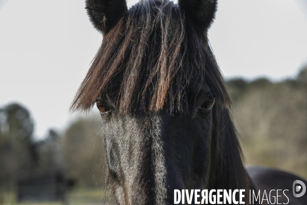 Cheval dans un pré
