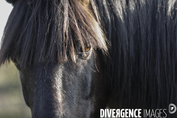 Cheval dans un pré