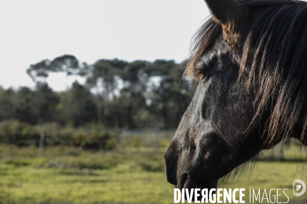 Cheval dans un pré