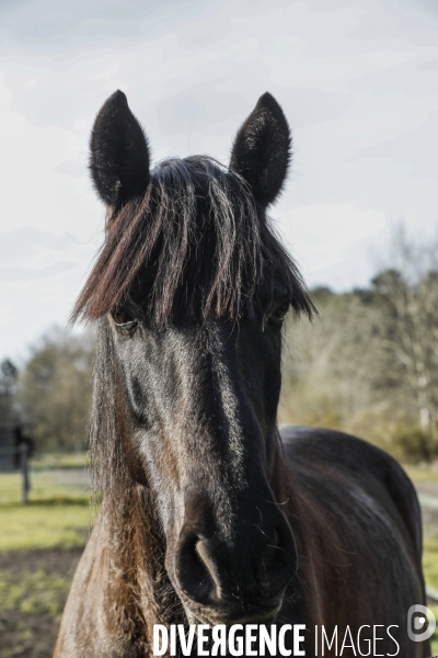 Cheval dans un pré