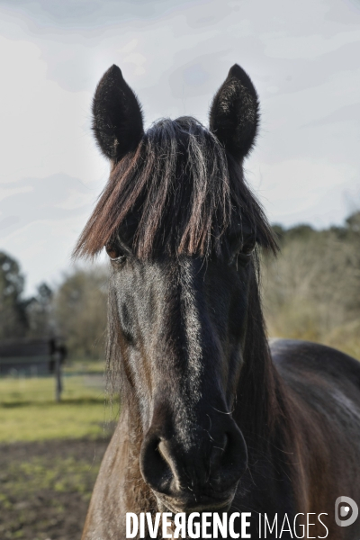 Cheval dans un pré