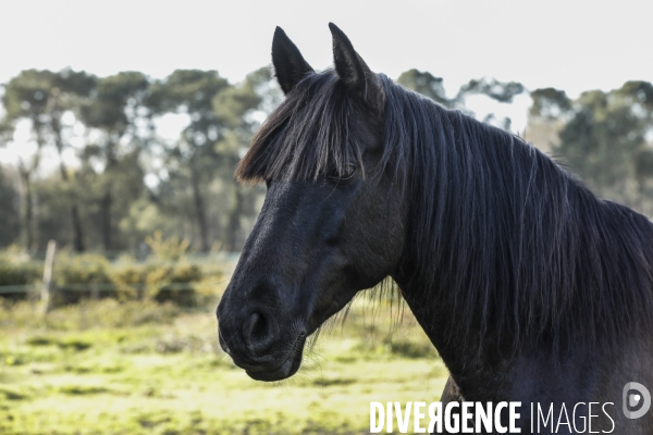 Cheval dans un pré