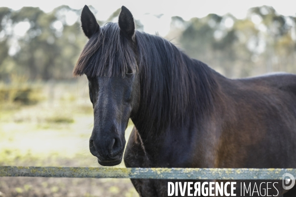 Cheval dans un pré