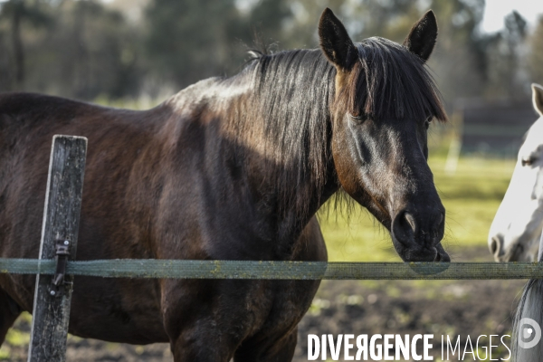 Cheval dans un pré