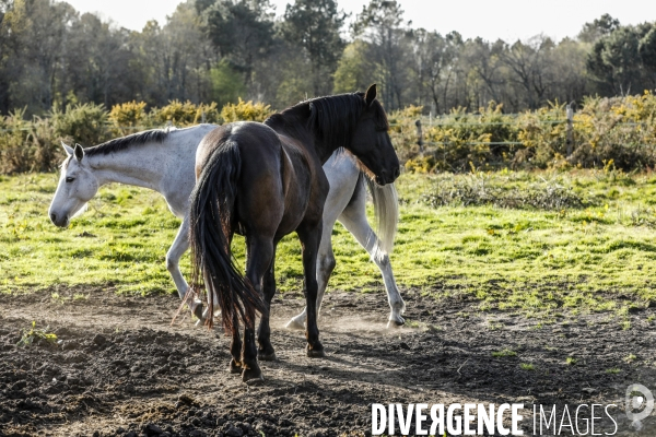 Cheval dans un pré