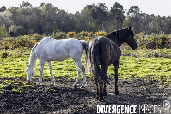 Cheval dans un pré