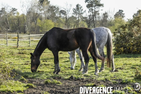 Cheval dans un pré