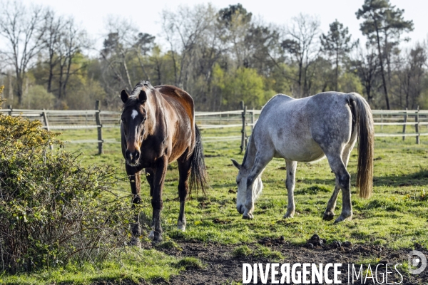 Cheval dans un pré