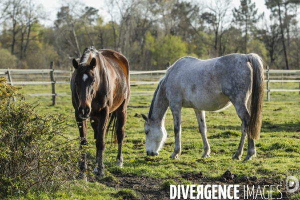 Cheval dans un pré