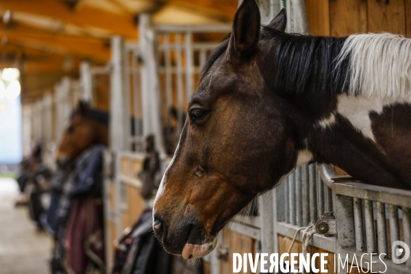 Cheval dans un pré