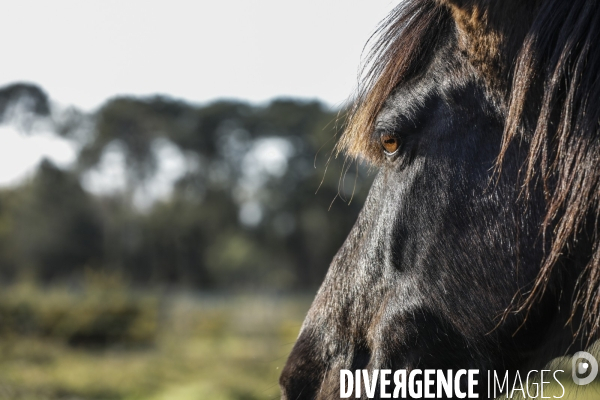 Cheval dans un pré