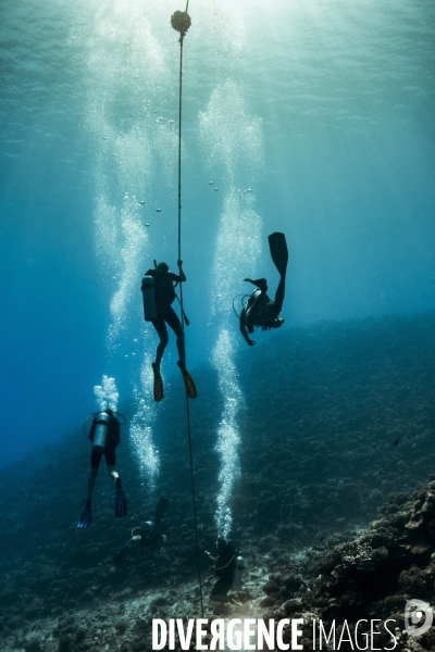 Scuba Diving à Moorea
