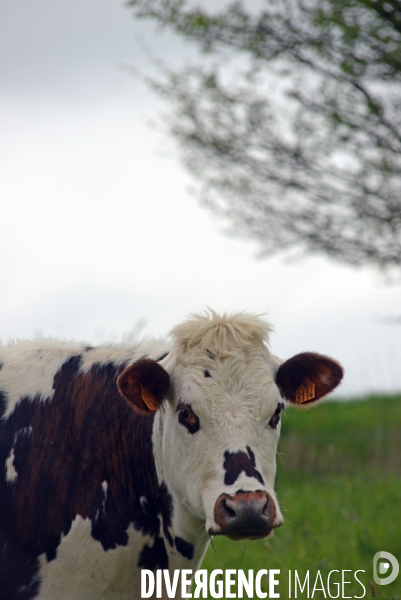 Vaches Normandes