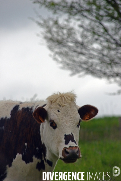 Vaches Normandes