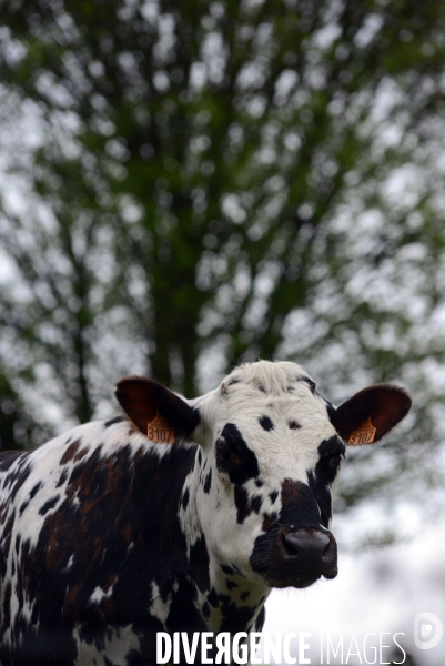 Vaches Normandes