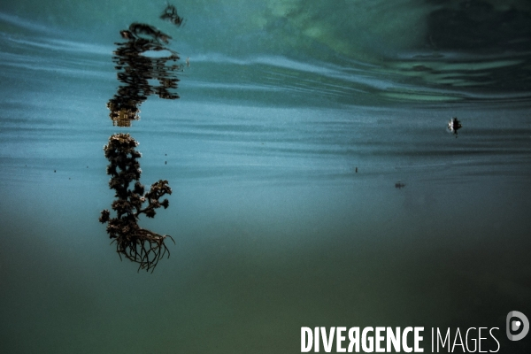 Submergence #1