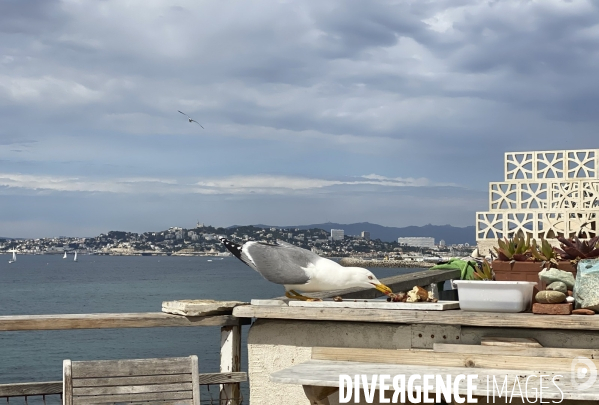 Le célèbre gabian marseillais vu du cabanon
