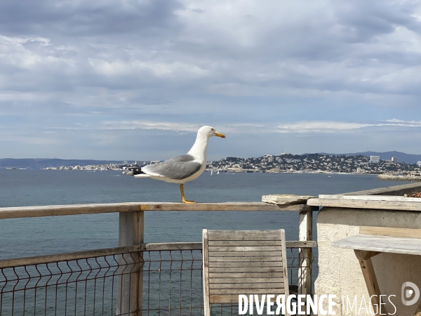 Le célèbre gabian marseillais vu du cabanon