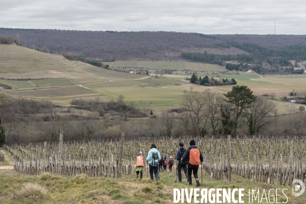 Randonnee dans les vignes bourguignonnes