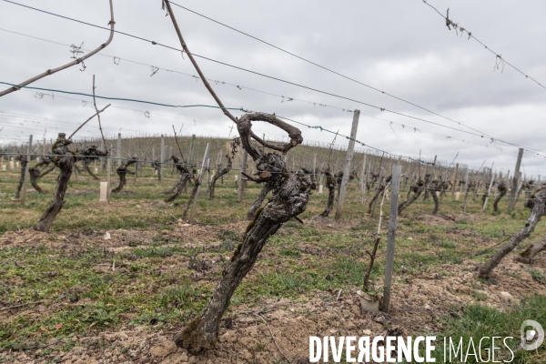 Randonnee dans les vignes bourguignonnes