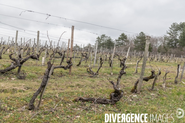 Randonnee dans les vignes bourguignonnes