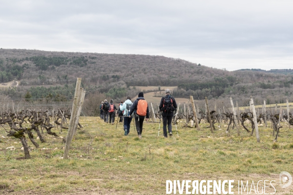 Randonnee dans les vignes bourguignonnes