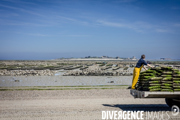 Parcs à huîtres de Saint-Vaast-la-Hougue