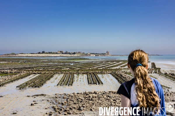 Parcs à huîtres de Saint-Vaast-la-Hougue