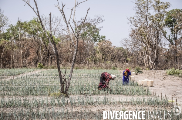 Deminage en casamance, senegal.