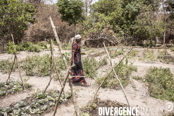 Deminage en casamance, senegal.