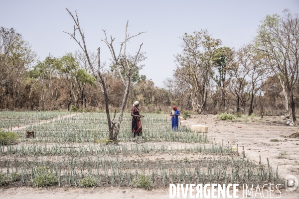 Deminage en casamance, senegal.