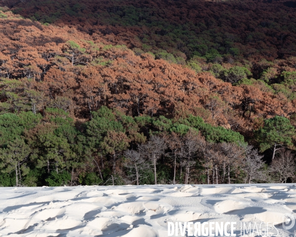 Foret brulee en Gironde