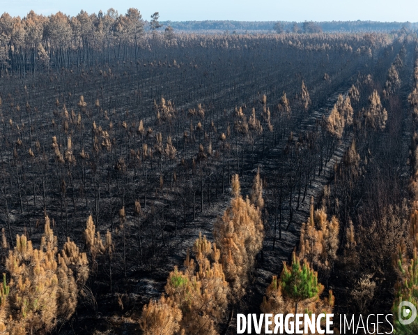 Foret brulee en Gironde