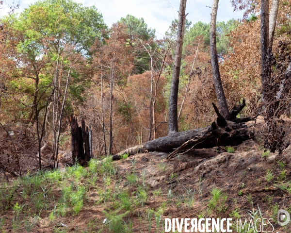 Foret brulee en Gironde