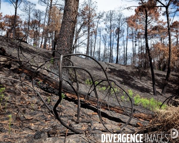 Foret brulee en Gironde