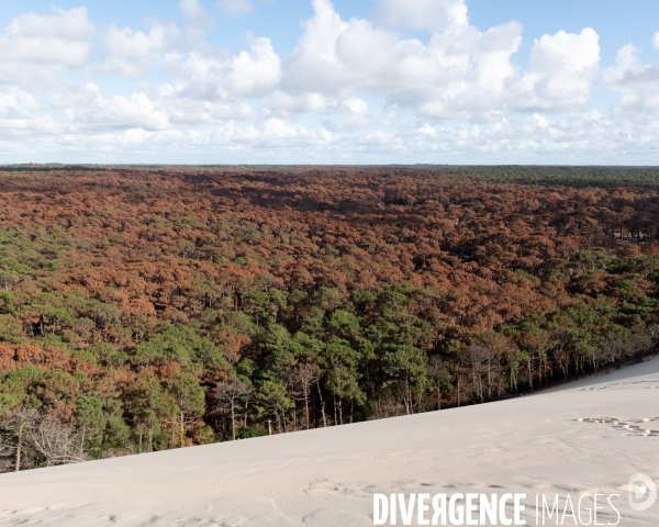 Foret brulee en Gironde