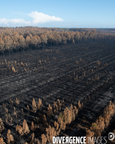 Foret brulee en Gironde