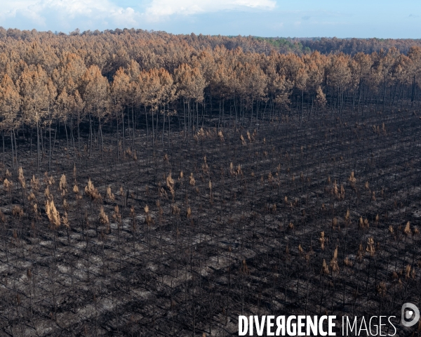 Foret brulee en Gironde