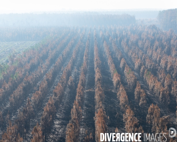 Foret brulee en Gironde