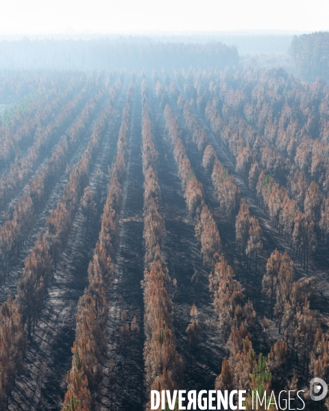 Foret brulee en Gironde