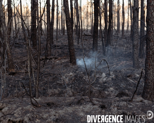 Foret brulee en Gironde